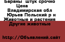 Бараны,6штук,срочно › Цена ­ 23 000 - Владимирская обл., Юрьев-Польский р-н Животные и растения » Другие животные   